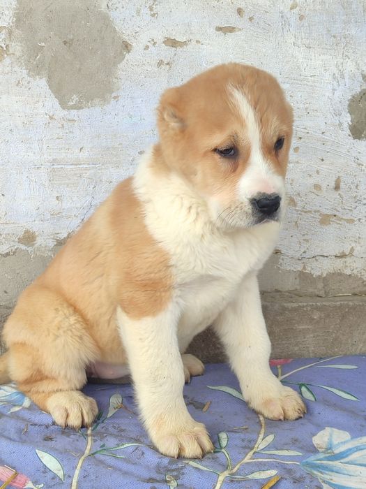 Щенки Алабая САО