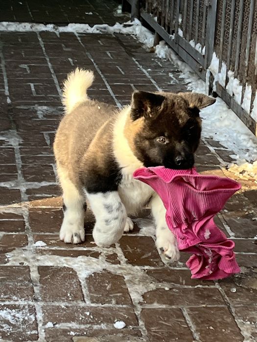 Щенки американской  акиты