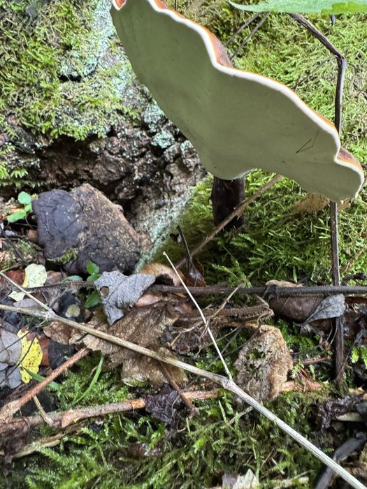 Tinctură de Ganoderma (Reishi) stoc limitat