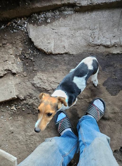 Джак ръсел на 90дни