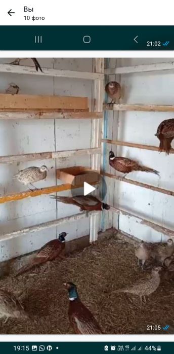 Продам взрослых Фазанов. г.Рудный .