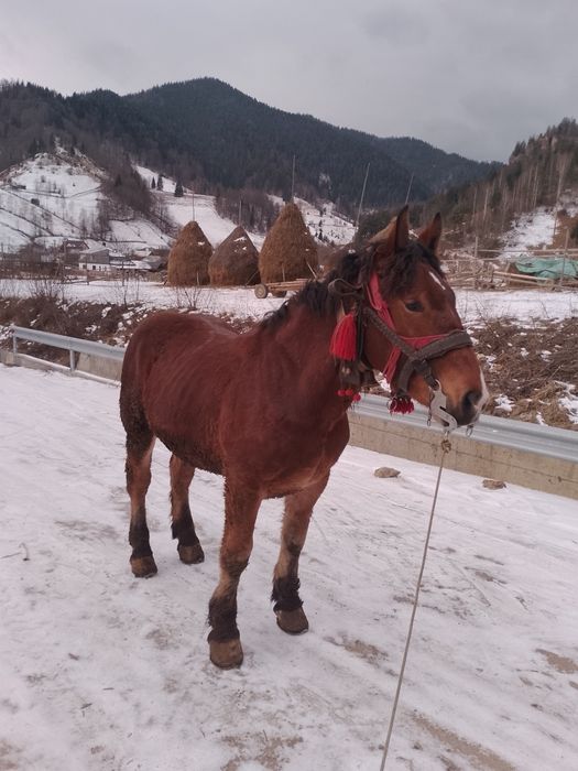 Vând mânz de 2 ani