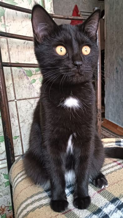 Отдам котят подростки