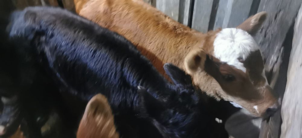 Продам телят 3шт