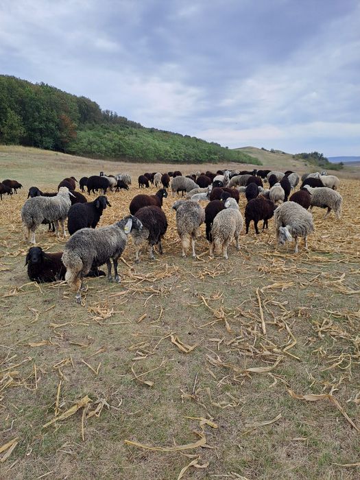 Vand miei karakul
