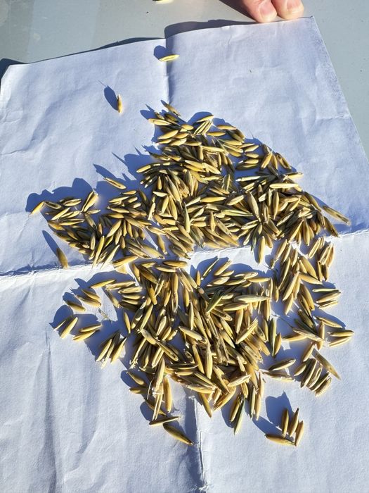 Продам овес оптом 77тг