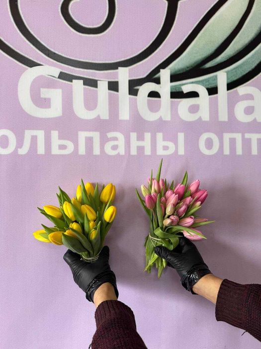 Тюльпаны. Тюльпаны оптом. Тюльпан 200тг