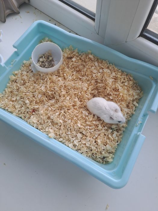 Хомяк отдам в хоршие руки