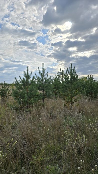 Сосна обычная крымская