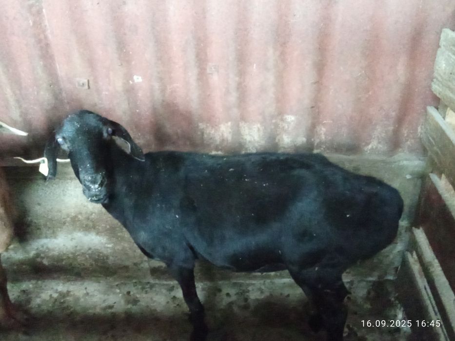 Продам бараны жырные срочно