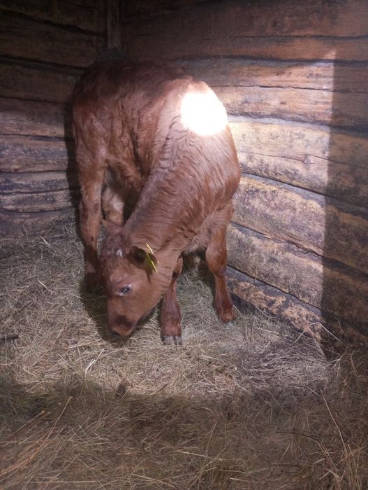 Продам бычка 2,5 месяца