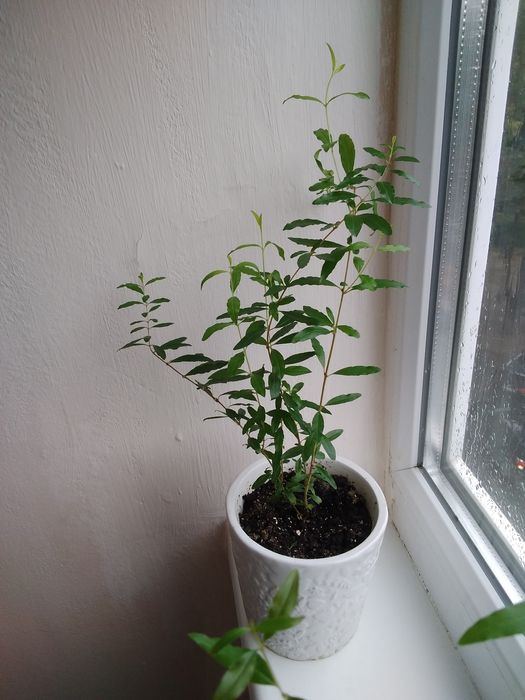 Продам комнатные цветы!