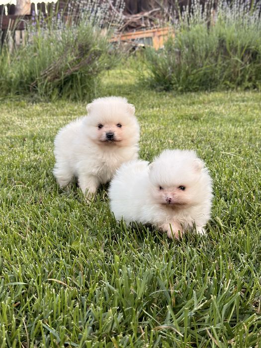 Pui pomeranian cu pedigree