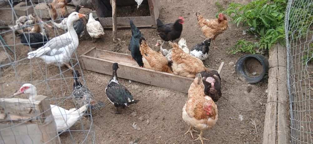 Găini, Rațe si Gâște de vânzare