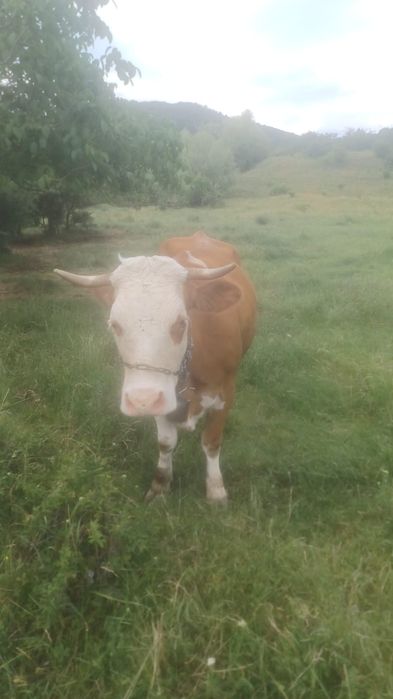 Vind o vaca și o junică