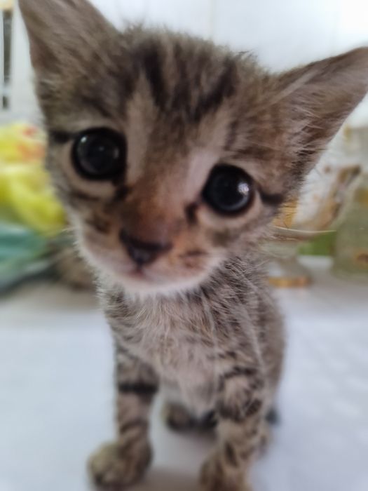 Котёнок  красивенький