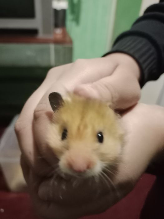 Hamyak,Chatishma turi