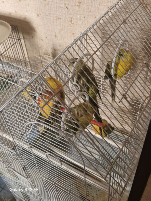 Попугай певчий popugay pevchi