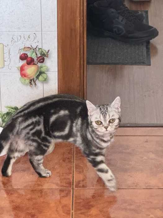 Шотландская кошка