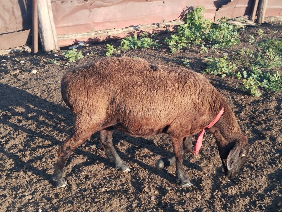 Продам овец гиссары