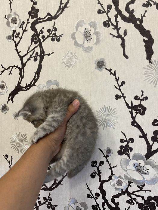 Британская короткошерстная кошка
