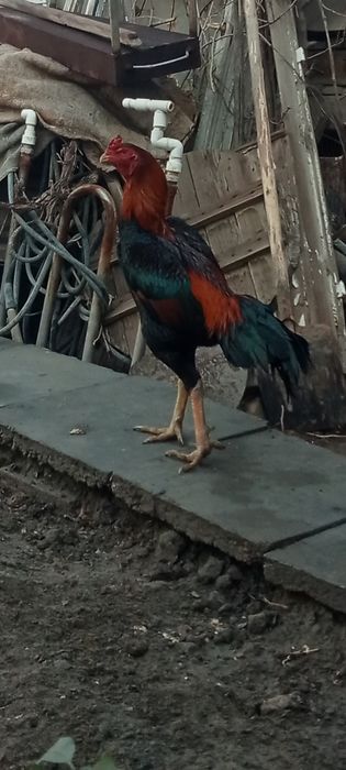 Dakan xo'roz va tovuq sotiladi