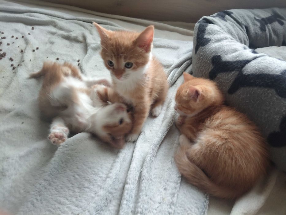 Подарявам котета