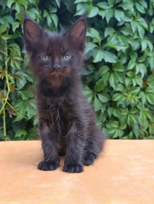 Котята породы Мейн-кун