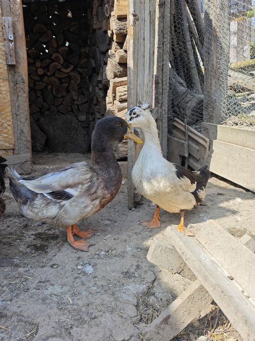 Rață și rățoi de vânzare sau schimb