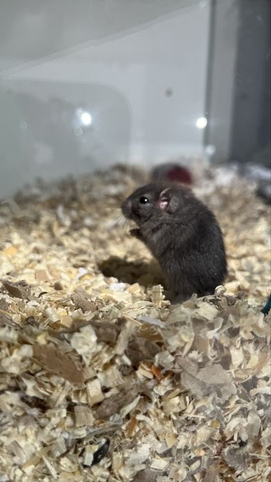 Donez Pui de Gerbil + Adulti
