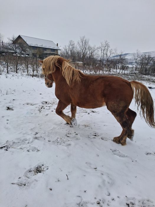 Armăsar de montă
