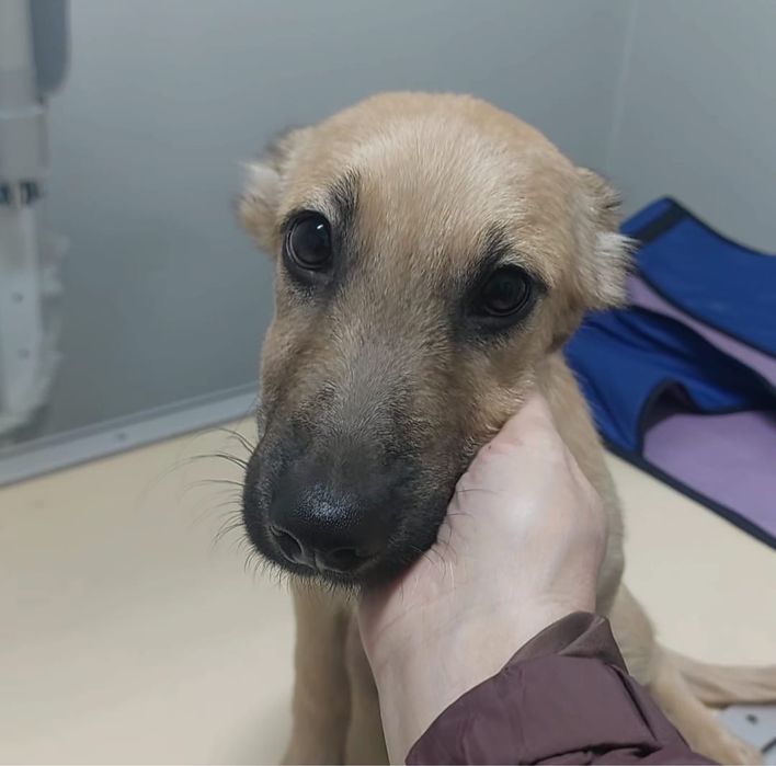 Щенок, три месяца, ищет дом