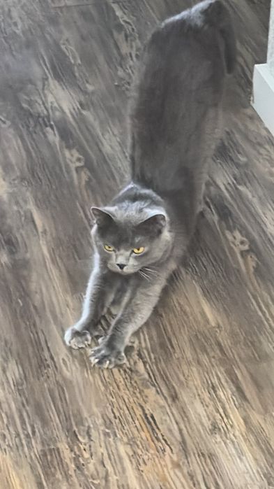 Отдам кота в добрые руки
