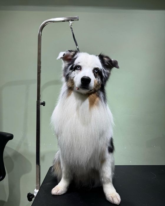 Груминг салон бурундай