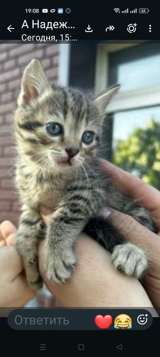 Отдаю бесплатно котиков