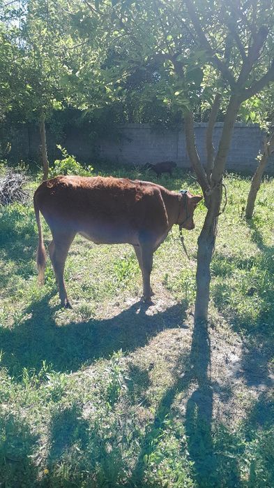 Gibrit gunojin sotladi eston paroda