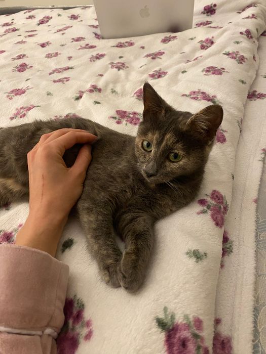 Котенце момиче, 4,5 месеца