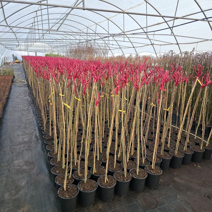 Pomi fructiferi,arbusti fructiferi,plante ornamentale