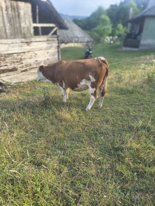 Vaca gestantă de vînzare