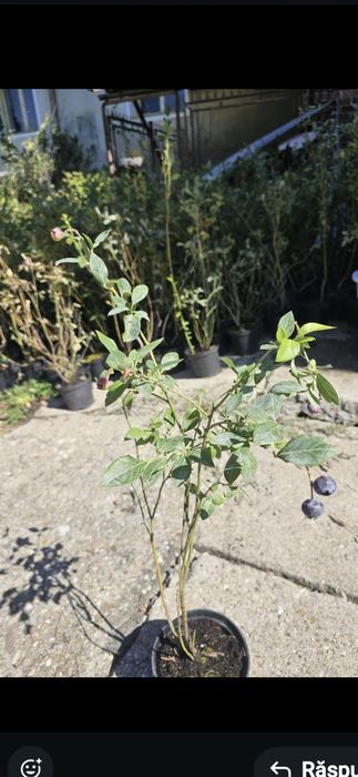 Prun Stanley Nuci Chandler Aluni Visin Castan.Afin duke.Ciresi>RO Tei