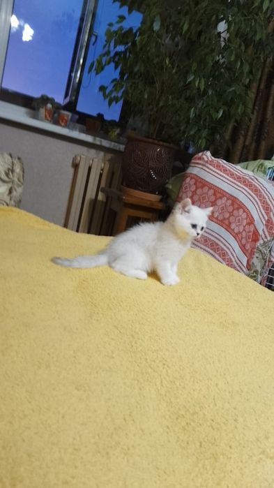 Котята британские