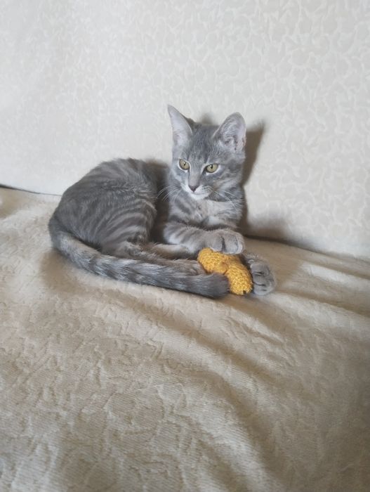 Котенок в хорошие руки