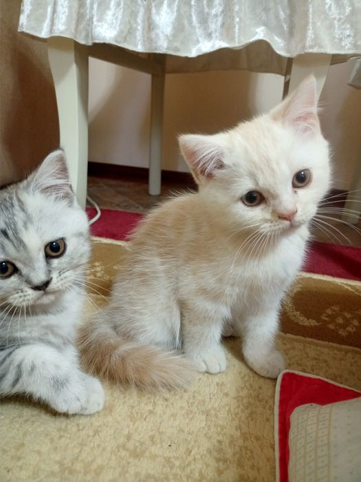 Британские котята
