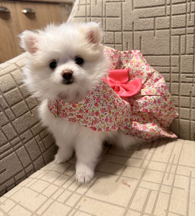 Мини немски шпиц