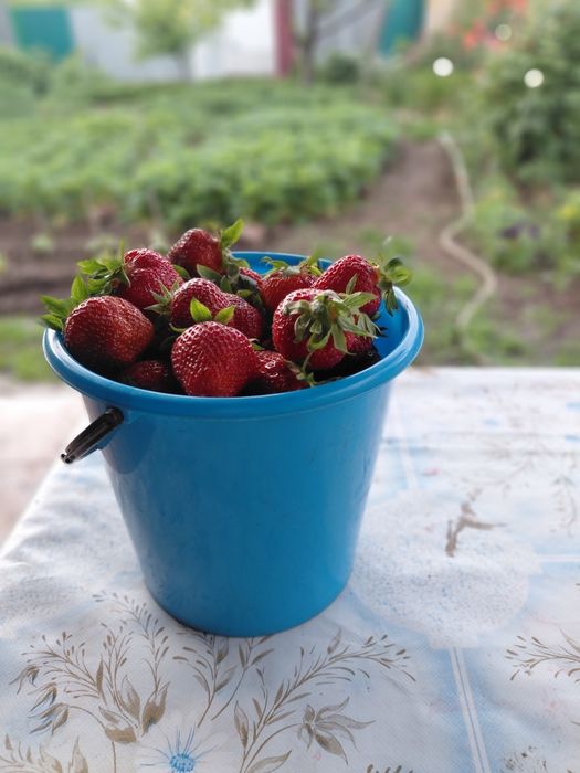 Продам ягоду клубнику