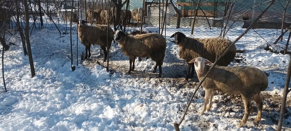 Mielute Lacaune-carabas