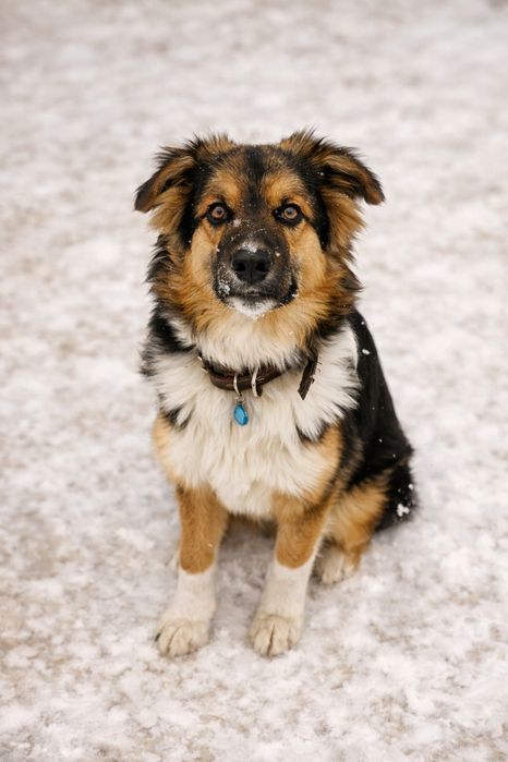 Щенок в поисках дома. Собака, пес.