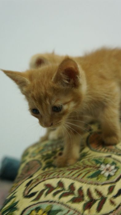 отдам котят в хорошие руки
