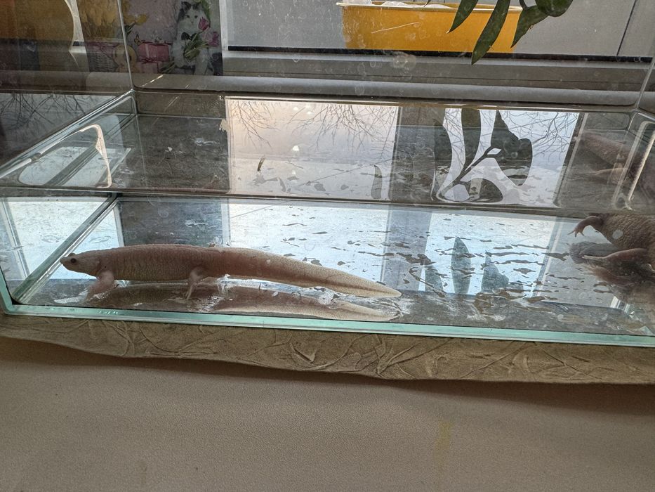 Тритоны  аквариумные