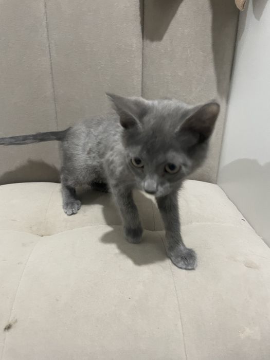 Отдам котёнка добрые руки